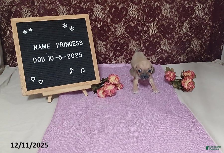 Puggle dogs Princess - Ad 11