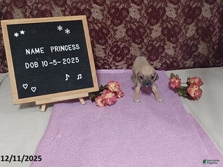 Puggle dogs Princess - Ad 5