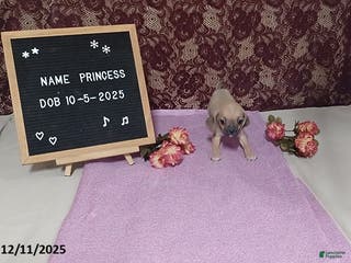 Puggle dogs Princess - Ad 7