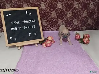 Puggle dogs Princess - Ad 12