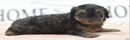 Toy Poodle dogs for sale: Shadow  - Ad 3