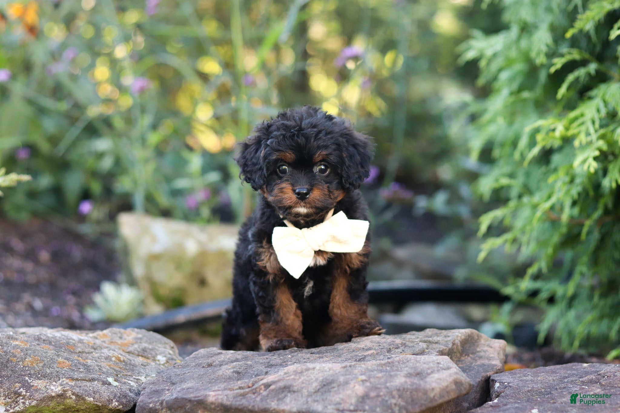 Cavapoo dogs Lulu - Ad 2
