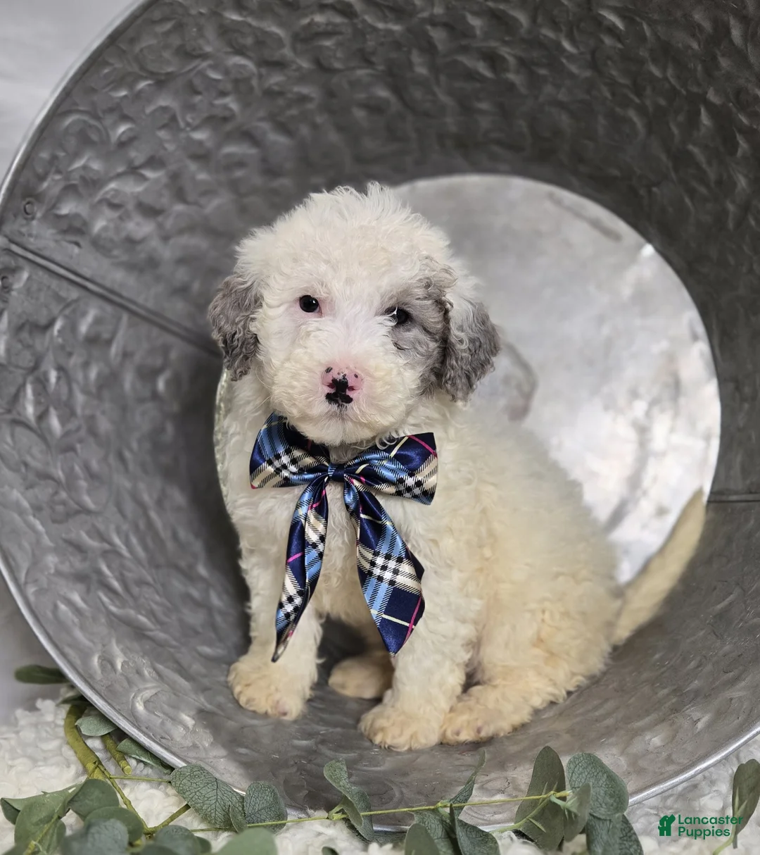 Mini Sheepadoodle dogs for sale: Liam - Ad 1