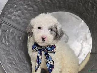Mini Sheepadoodle dogs for sale: Liam - Ad 4