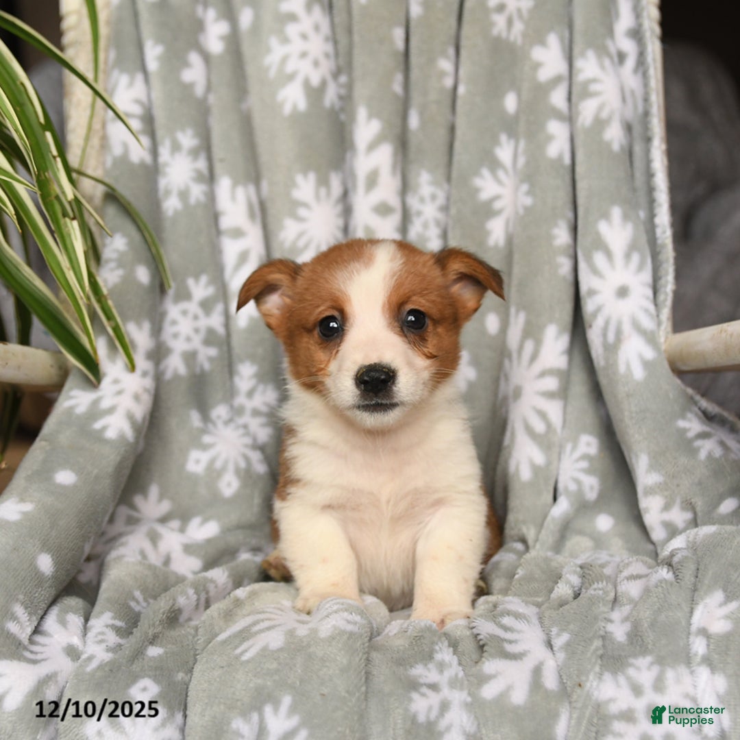 Welsh Corgi Pembroke dogs for sale: Caramel - Ad 3