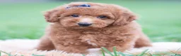 Mini Goldendoodle dogs for sale: Beau  - Ad 3