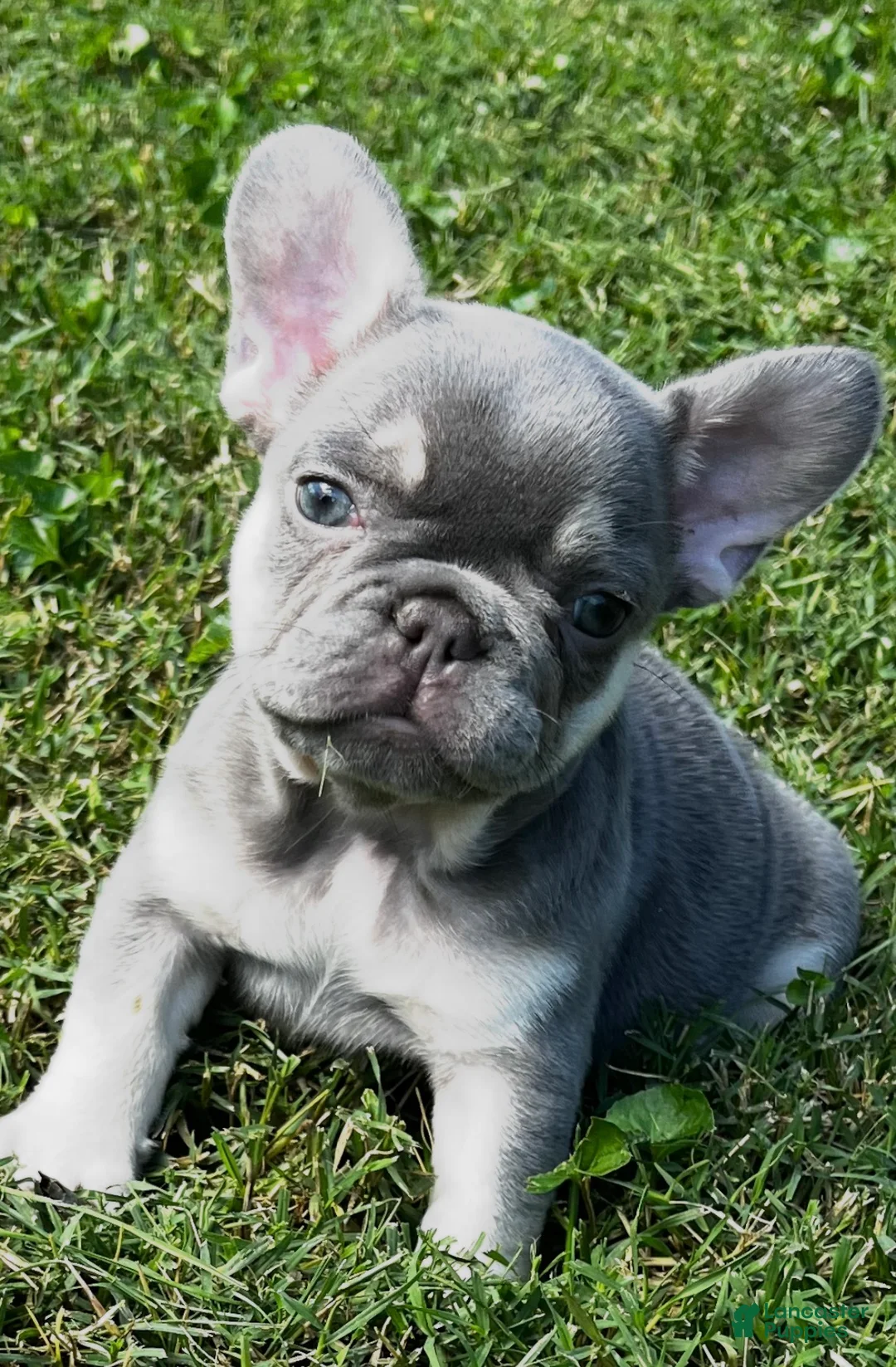 French Bulldog dogs for sale: French Bulldog 4 - Ad 2
