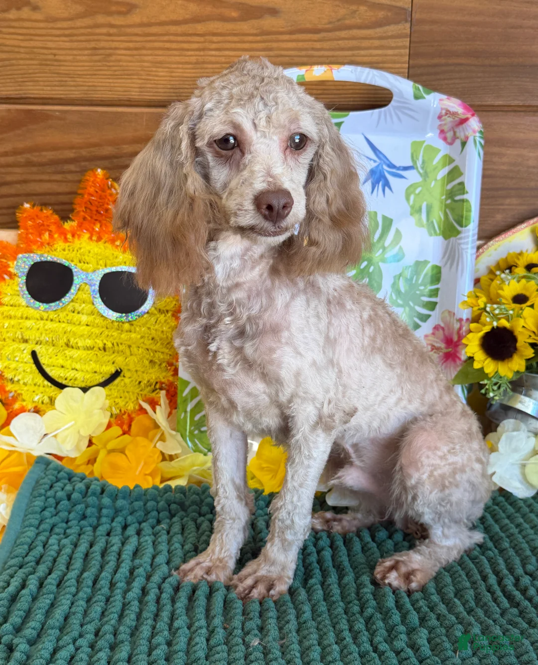 Cockapoo dogs for sale: Boo Bear - Ad 3