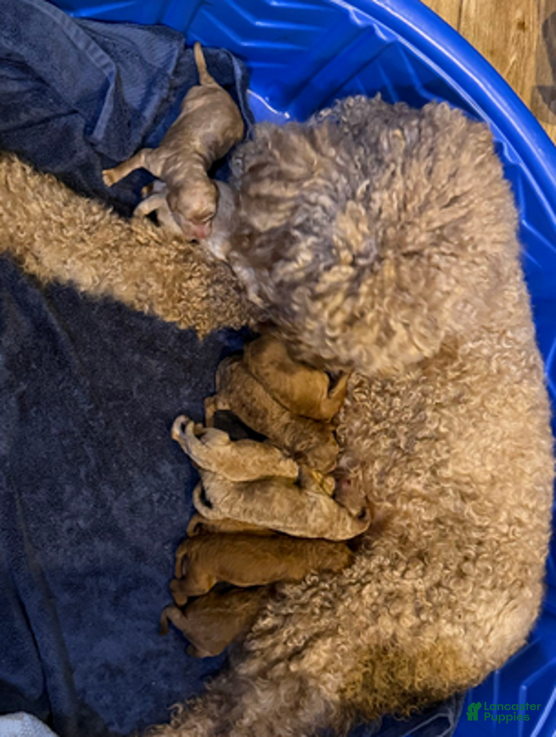 Goldendoodle dogs for sale: H25 Male Light Blue Collar - Ad 5