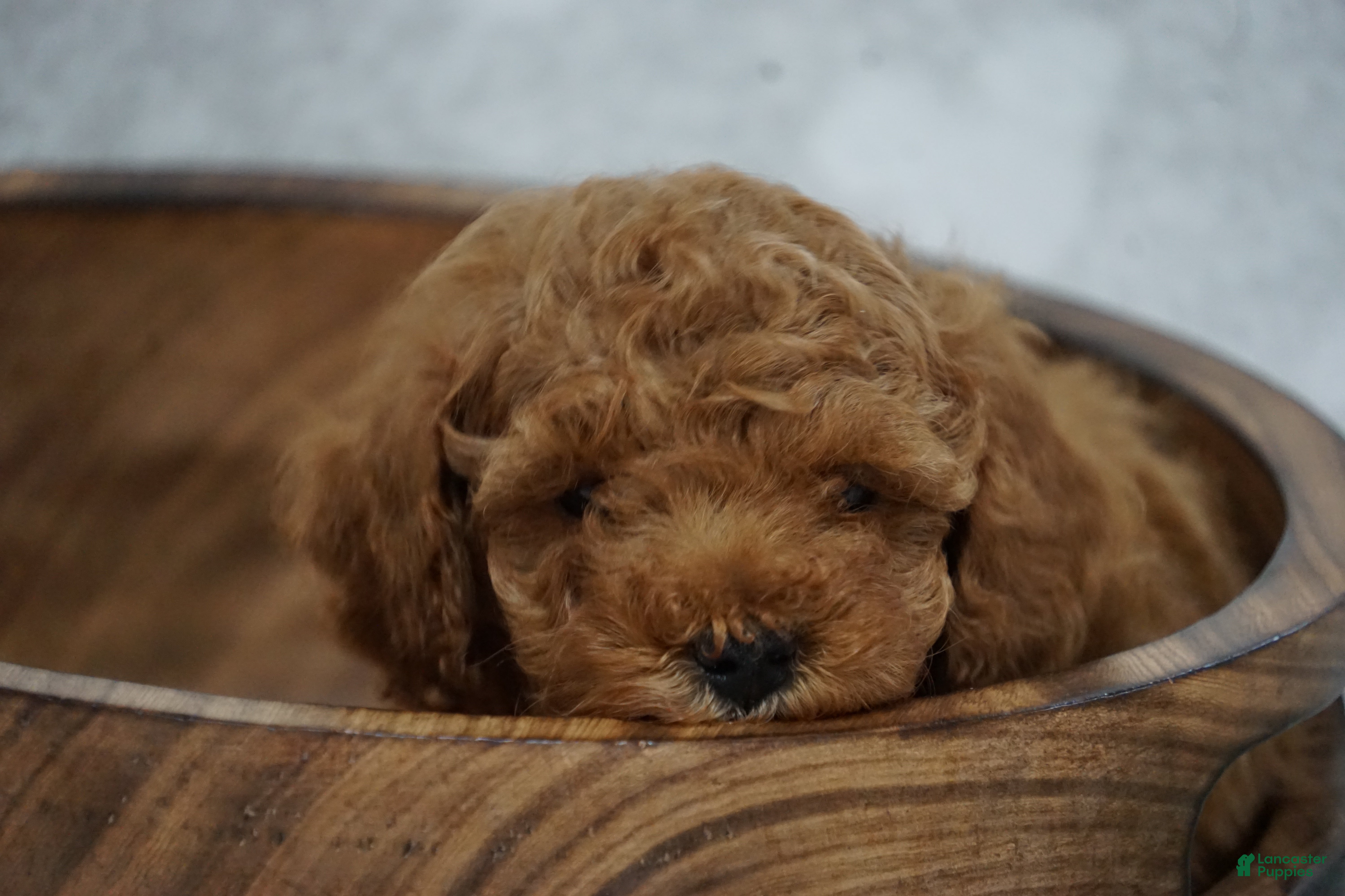 Miniature Poodle dogs Carmen - Ad 25