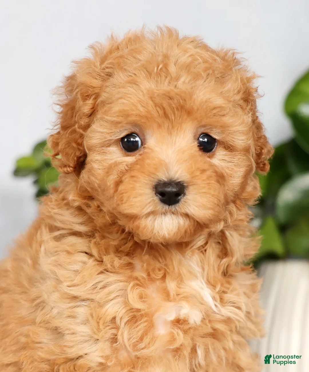 Cavapoo dogs for sale: Paige - Ad 9