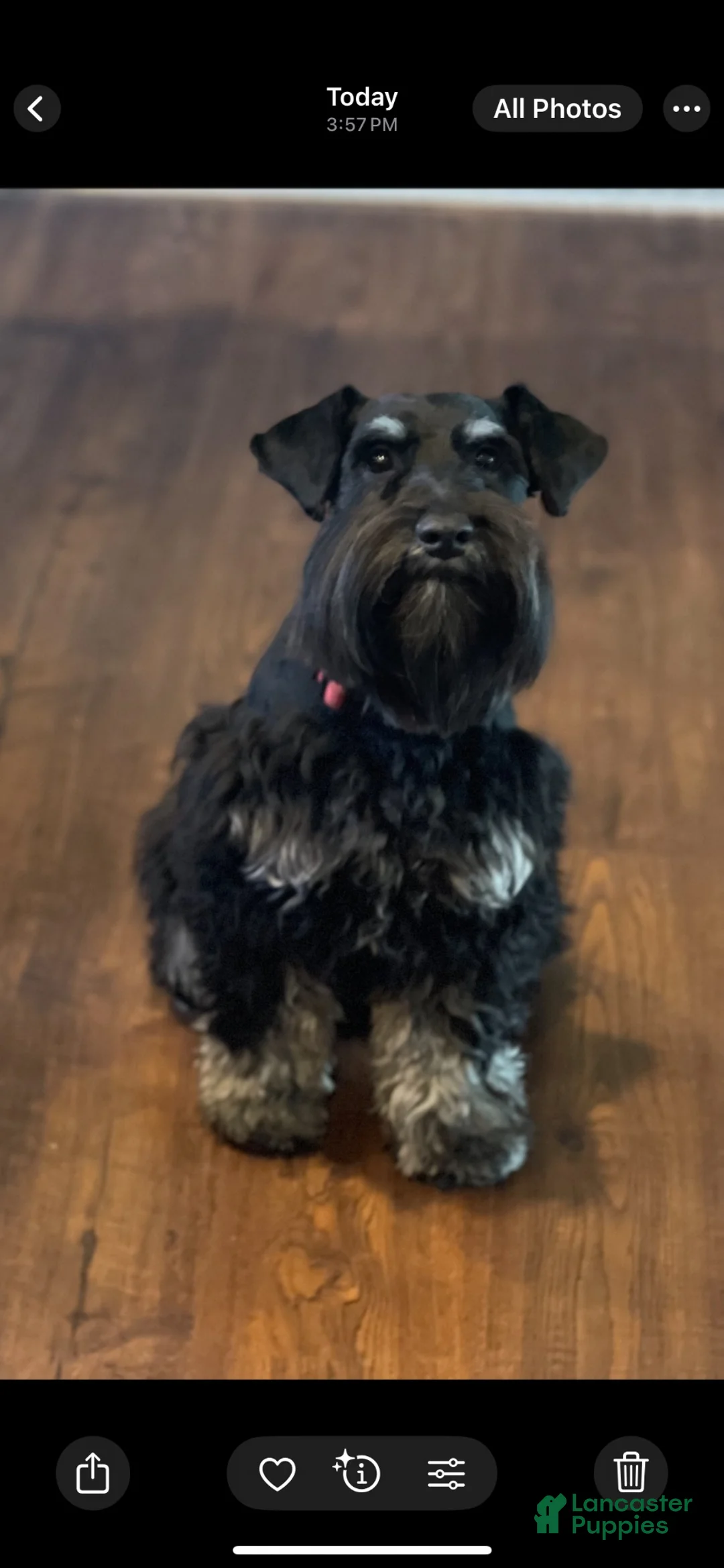 Miniature Schnauzer dogs for sale: Bruno - Ad 3