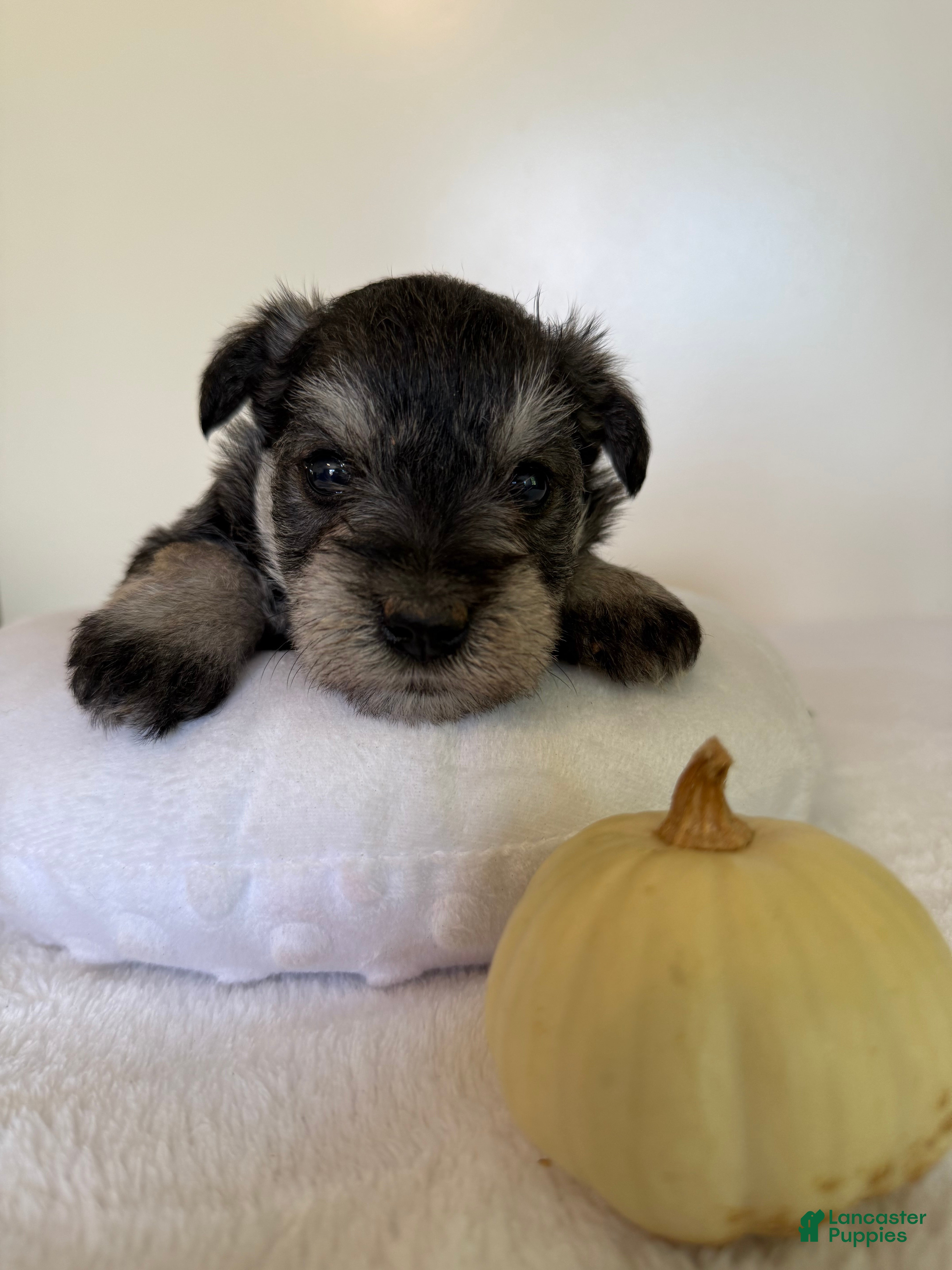 Miniature Schnauzer dogs Sophie Miniature Schnauzer  - Ad 2