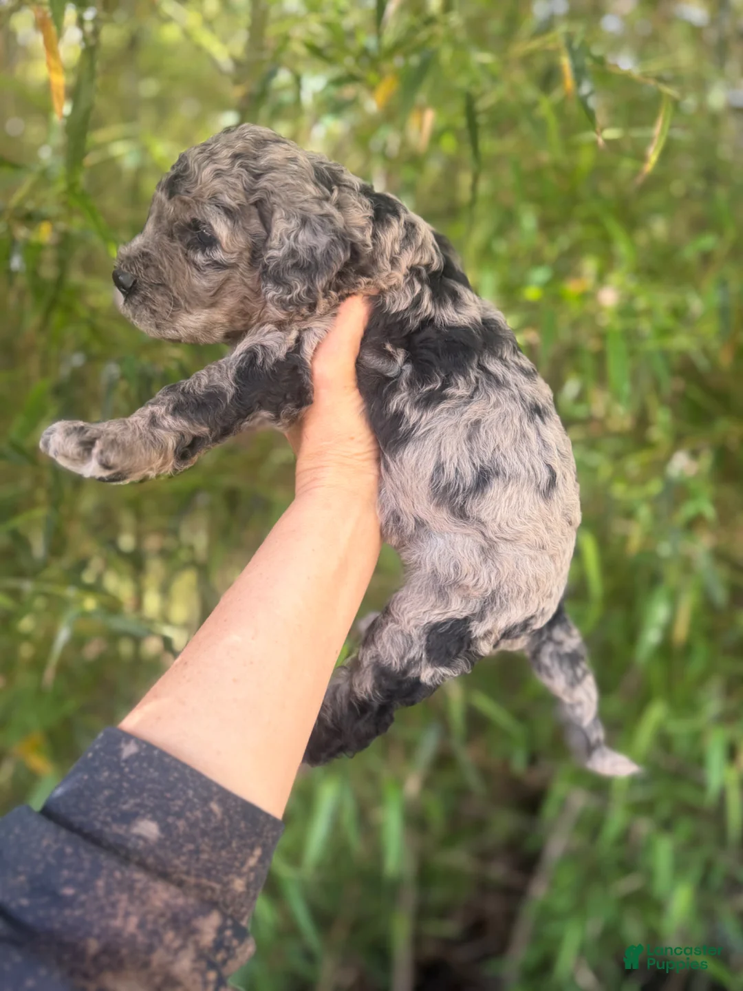 Goldendoodle dogs for sale: F2b Goldendoodle Puppy 1 - Ad 4