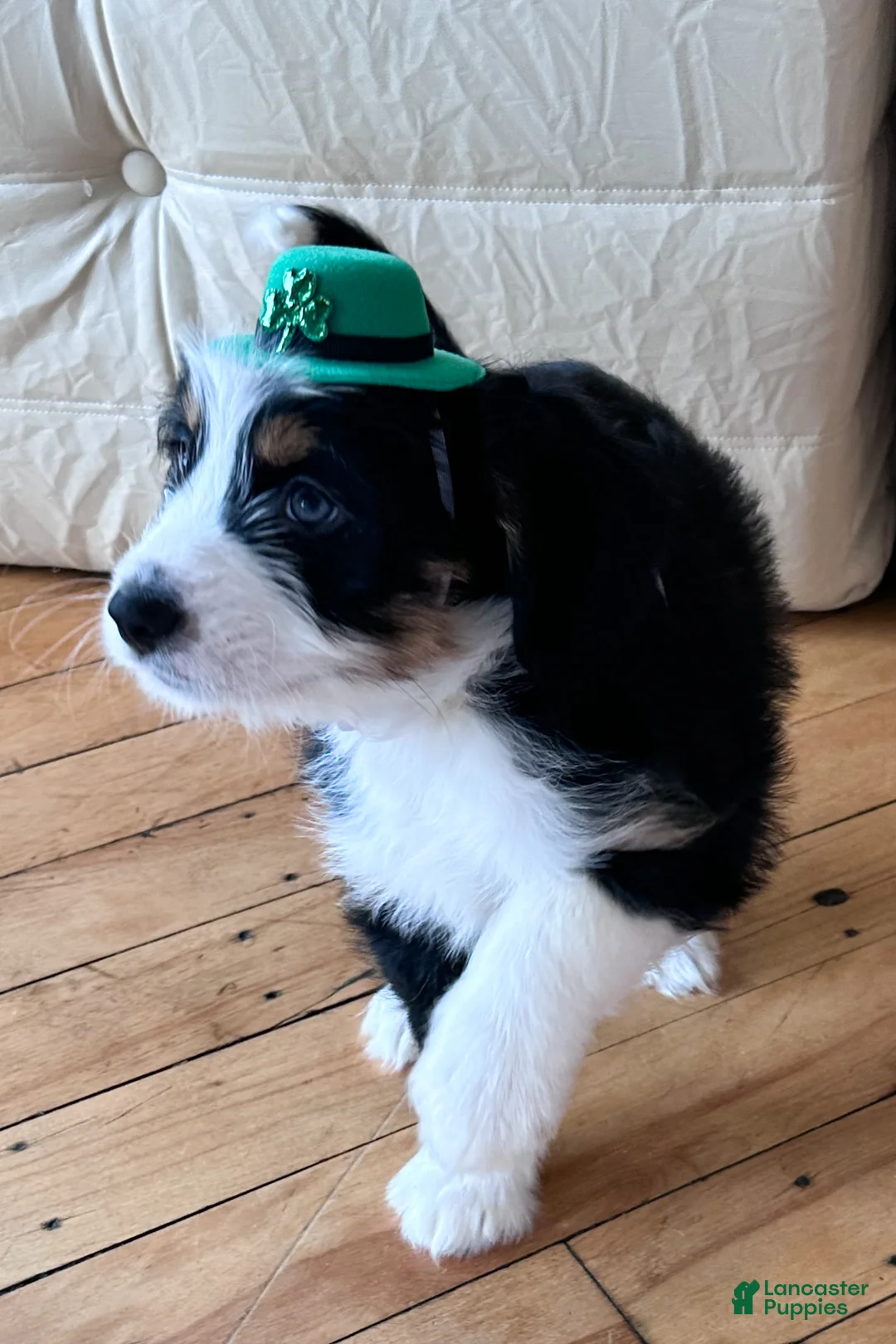 Mixed Breed dogs for sale: Orange Juice - Ad 2