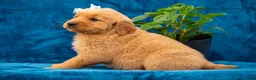 Golden Retriever dogs for sale: Tierra - Ad 3