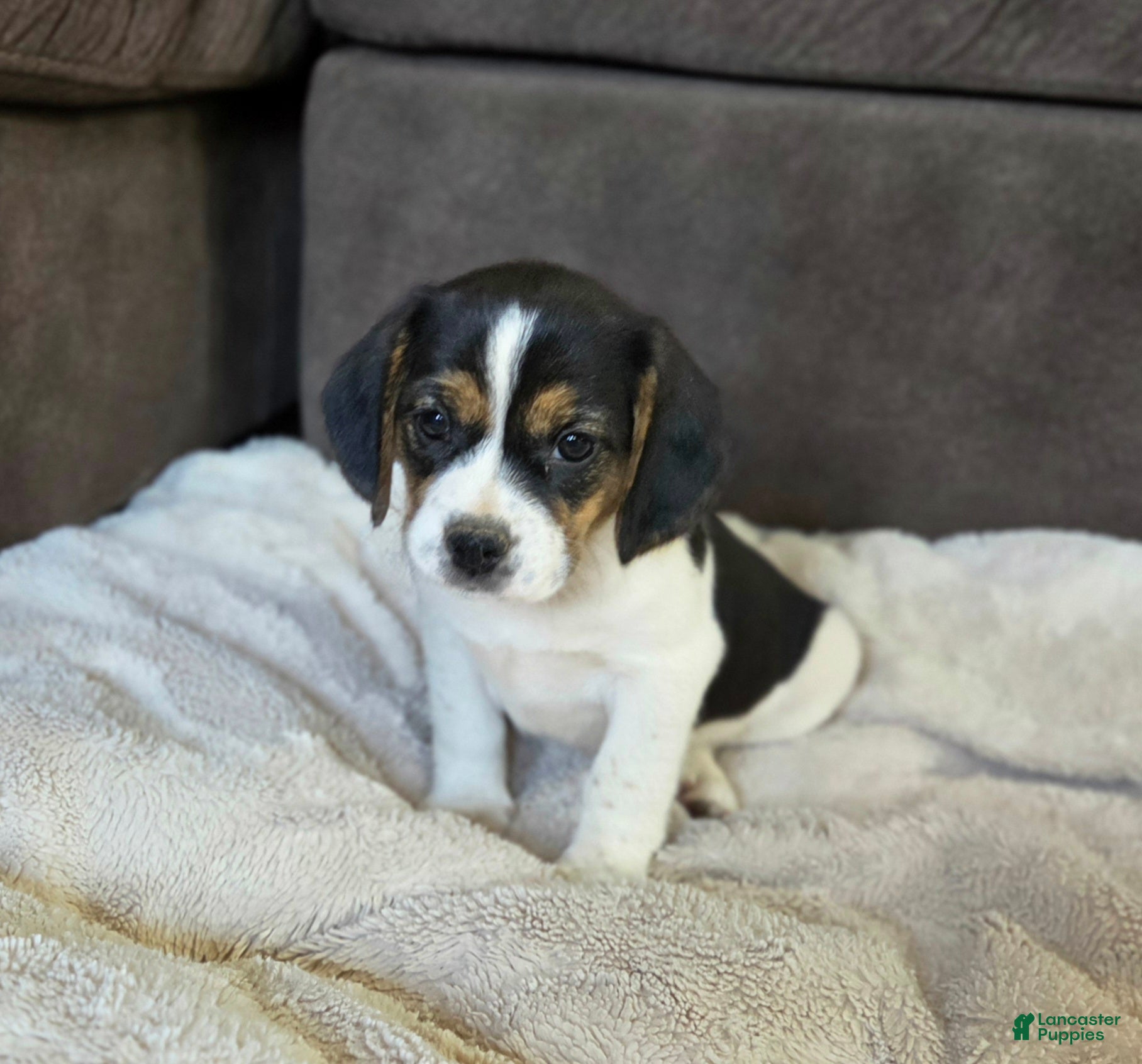 Puggle dogs for sale: Tulip - Ad 22