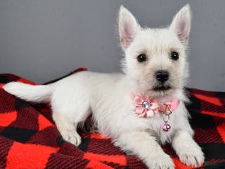 Cairn Terrier dogs Snowball - Ad 3