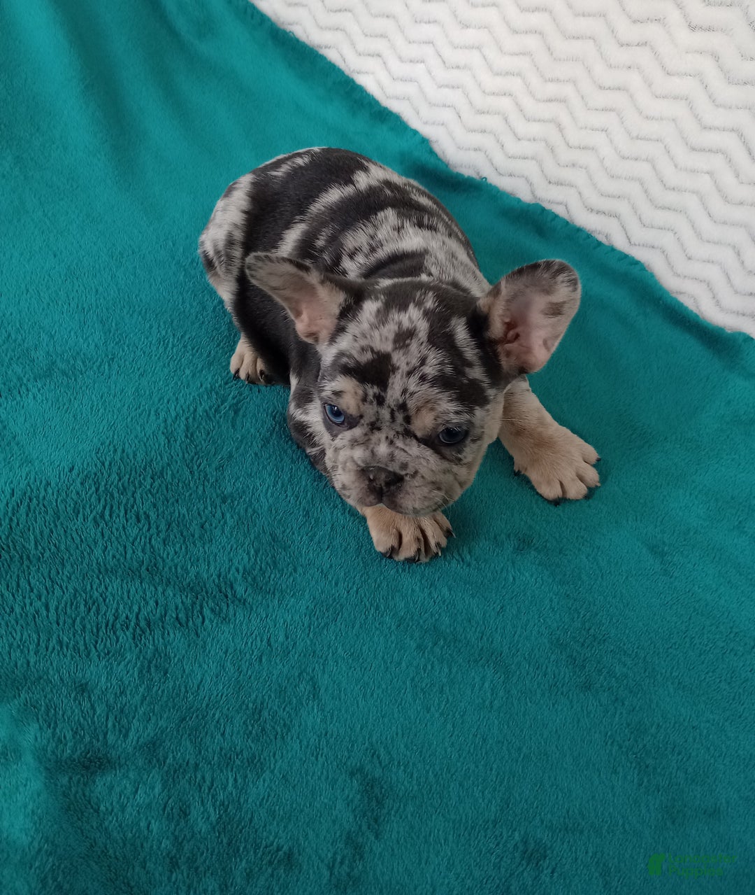 French Bulldog dogs for sale: Hudson  - Ad 5