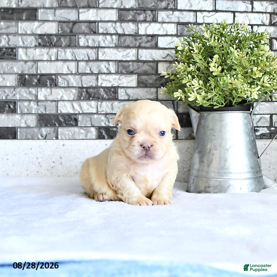 French Bulldog dogs Ivy - Ad 2