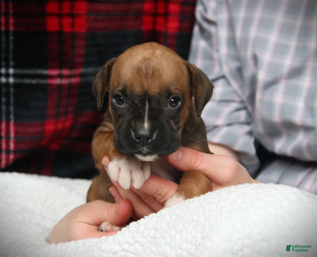 Boxer dogs for sale: Flip - Ad 4