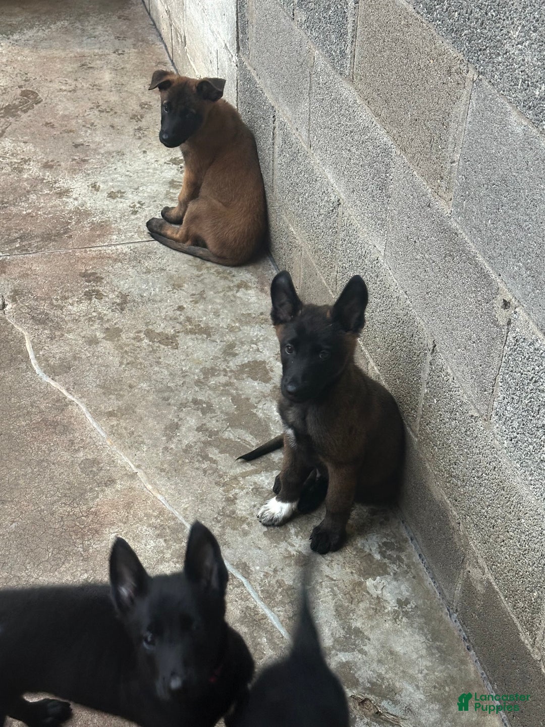 Belgian Malinois Puppy Baby K9 For Sale Belgian Malinois Puppies