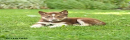 Siberian Husky dogs for sale: Hannah - Ad 5