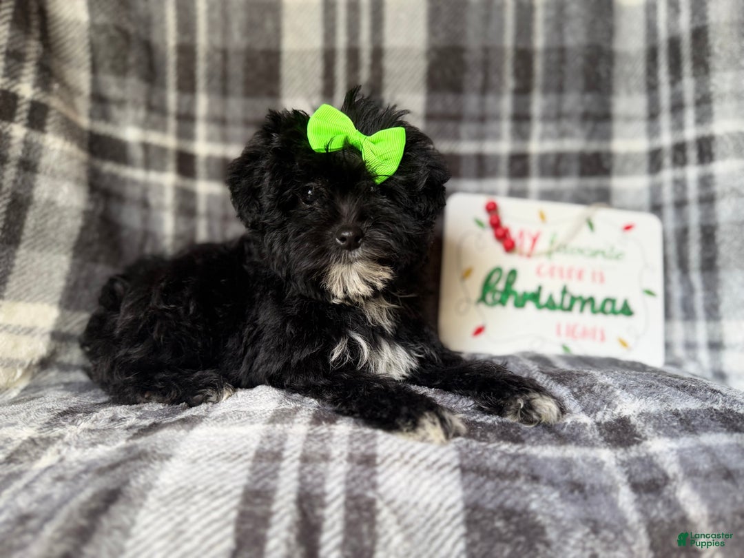 Yorkiepoo dogs for sale: Tinsel  - Ad 4