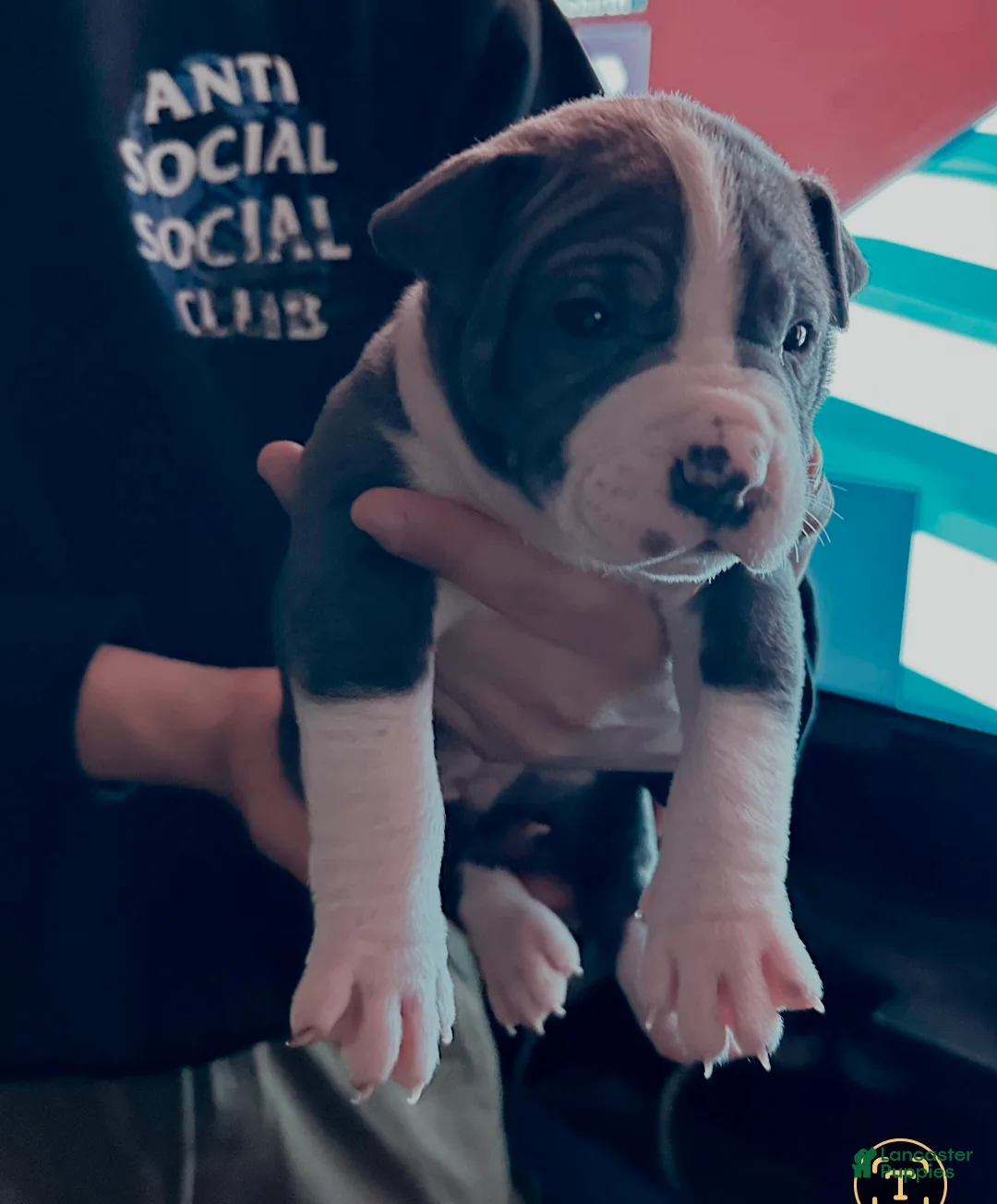 American Bully dogs for sale: JAY Z - Ad 5
