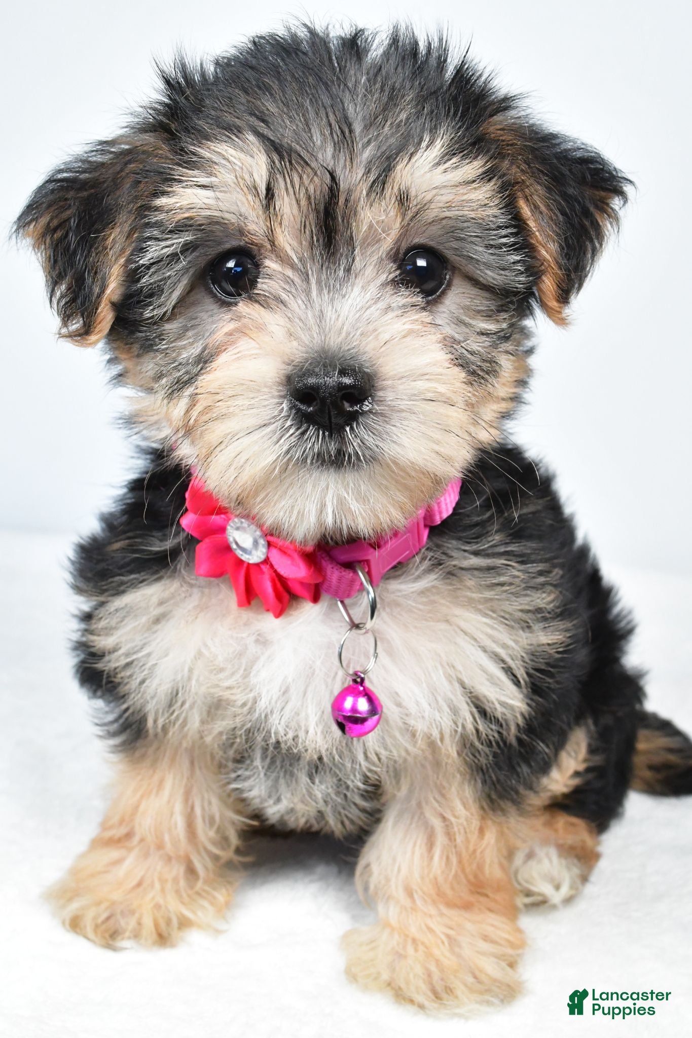 Morkie dogs Winnie - Ad 2