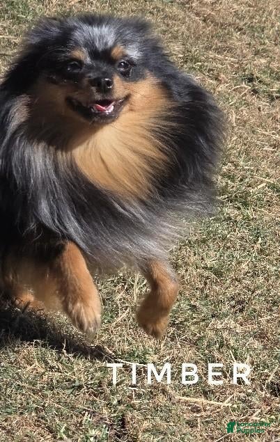 Pomeranian dogs for sale: Would make Excellent ESA - Timber - Ad 2