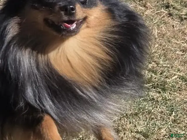 Pomeranian dogs for sale: Would make Excellent ESA - Timber - Ad 2