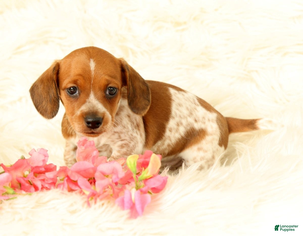 Miniature Dachshund dogs Bella - Ad 1