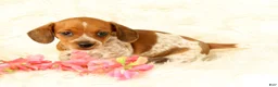 Miniature Dachshund dogs for sale: Bella - Ad 1