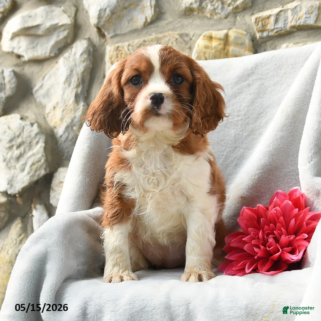 Cavalier King Charles Spaniel dogs for sale: Harmony - Ad 2