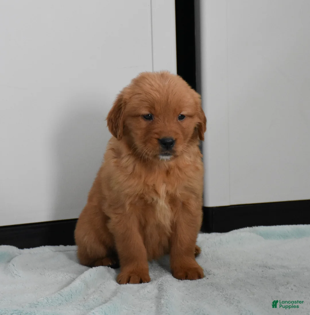 Golden Retriever dogs for sale: Sydney   Genetic/OFA - Ad 21