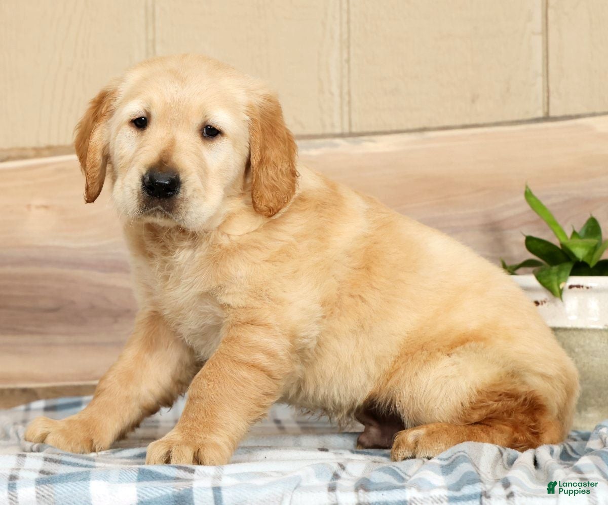 Golden Retriever dogs Brinkley - Ad 1