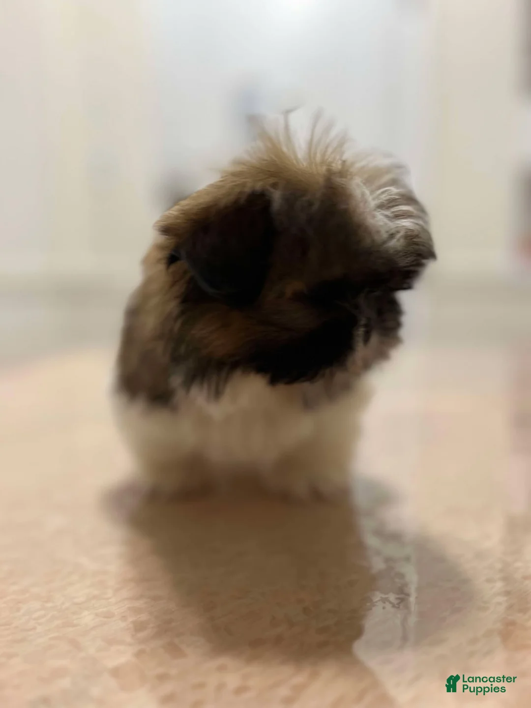 Shih Tzu dogs for sale: Amelia - Ad 2