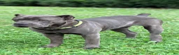 Cane Corso dogs for sale: Whisper  - Ad 10
