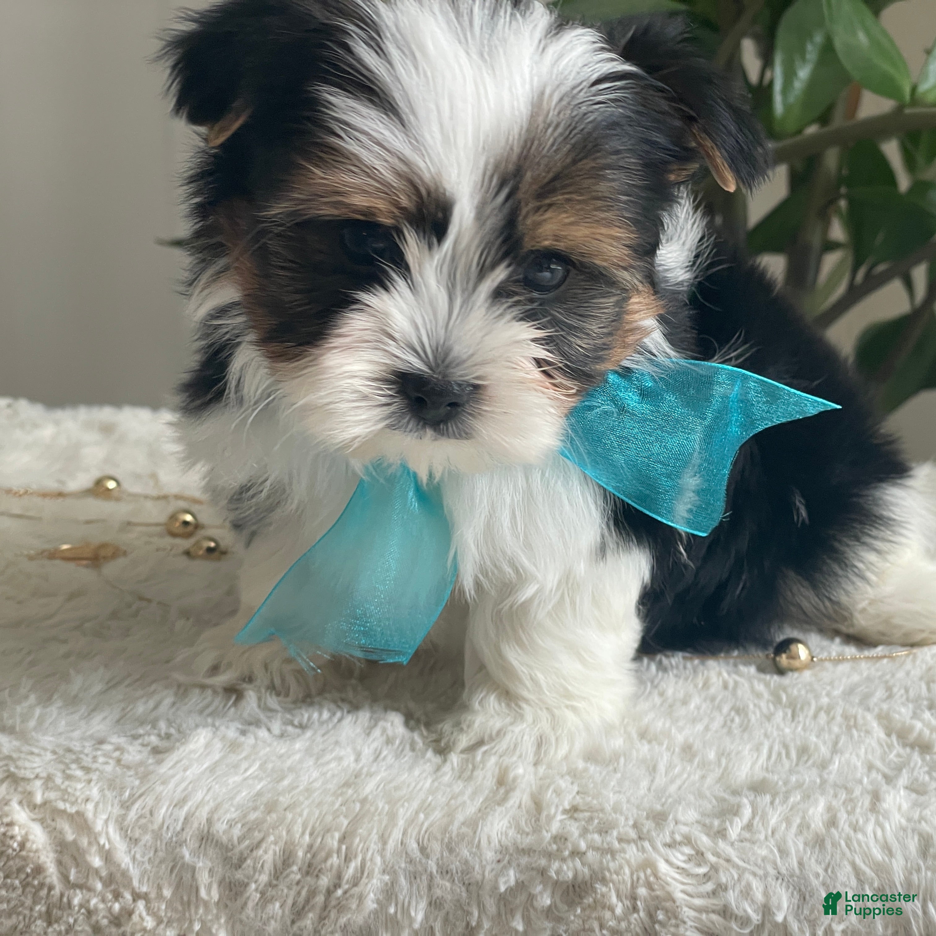 Biewer Terrier dogs Teddy - Ad 5