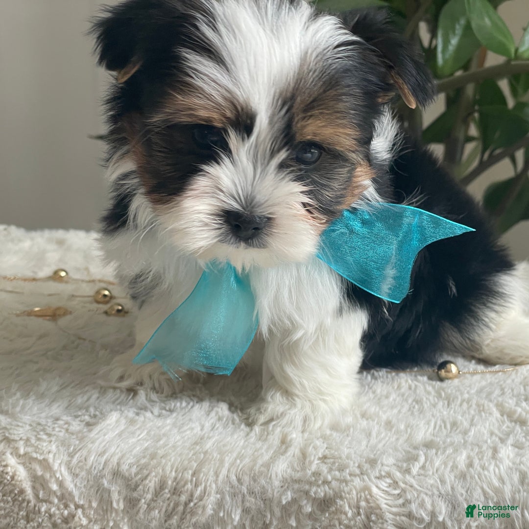 Biewer Terrier dogs for sale: Teddy - Ad 1