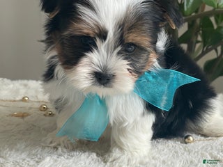 Biewer Terrier dogs Teddy - Ad 40