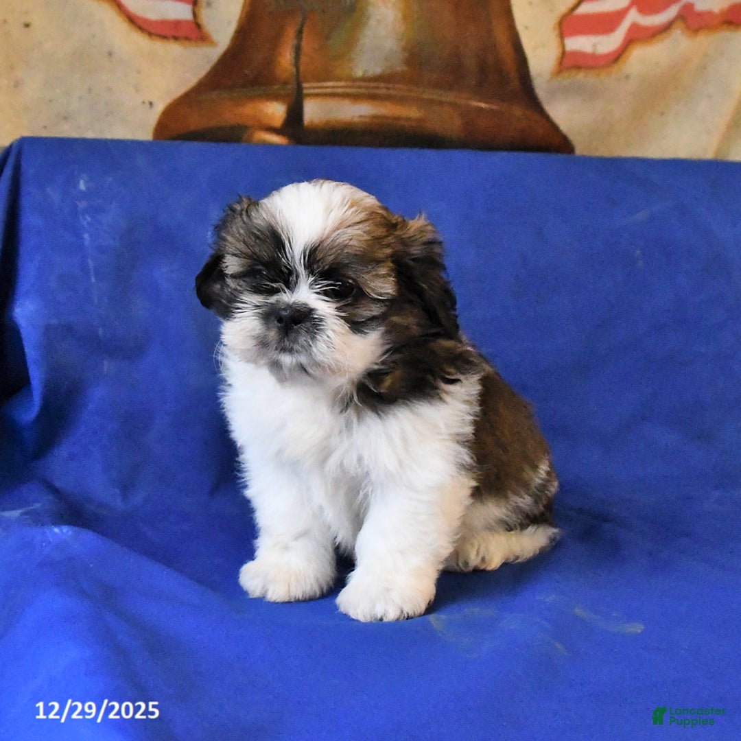 Shih Tzu dogs for sale: Mack  - Ad 4