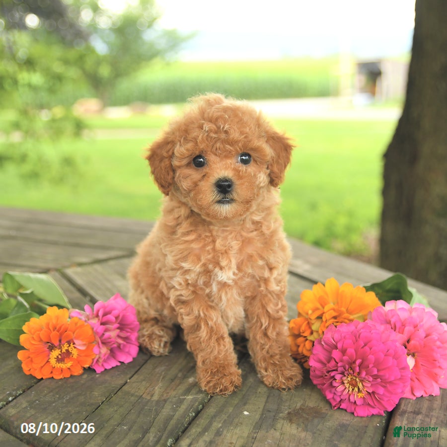 Toy Poodle dogs Rose  - Ad 1