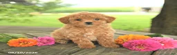 Toy Poodle dogs for sale: Rose  - Ad 1