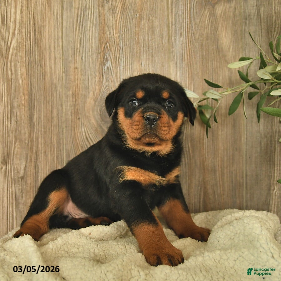 Rottweiler dogs Lexi  - Ad 1