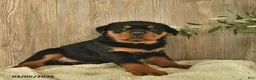 Rottweiler dogs for sale: Lexi  - Ad 1