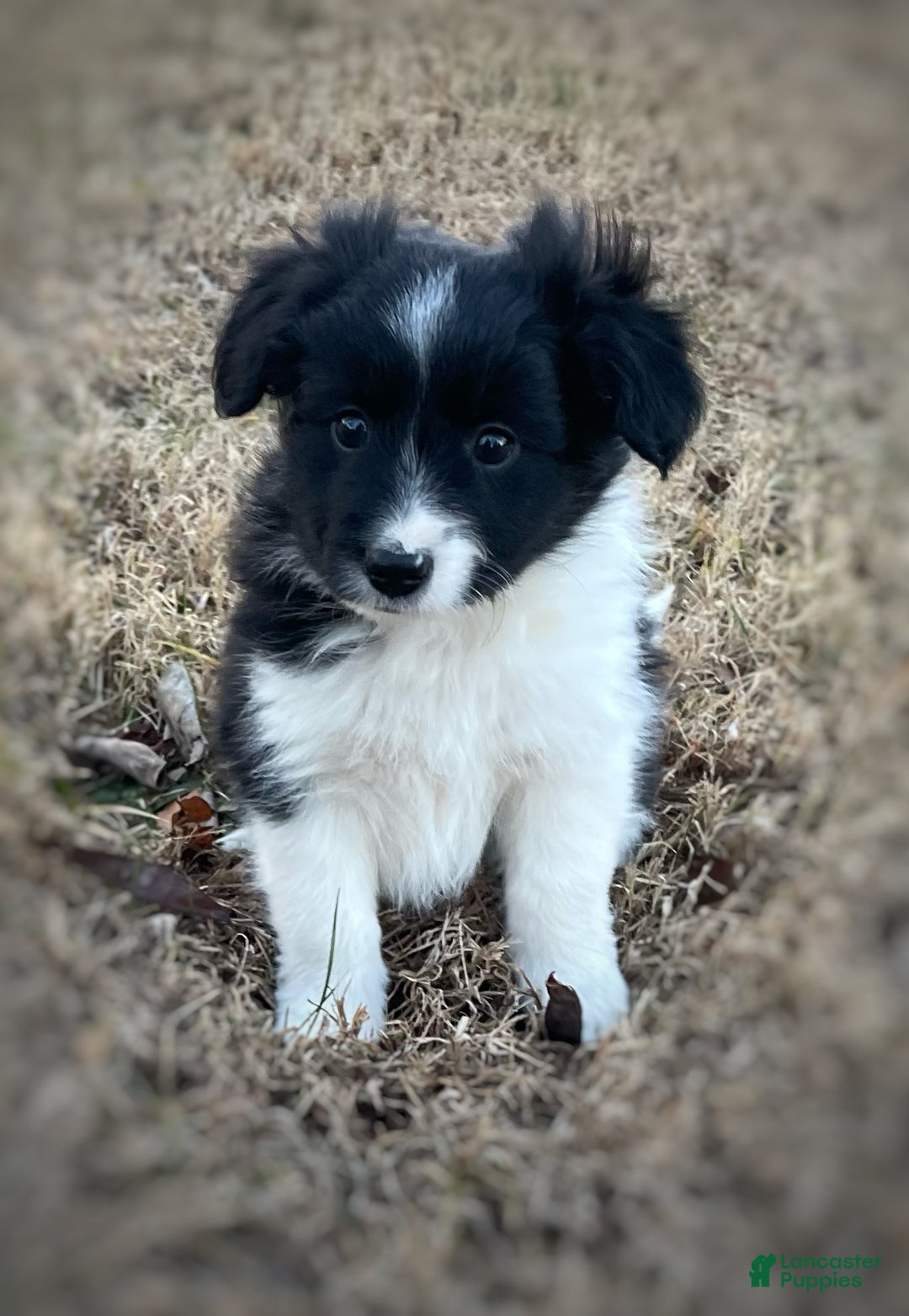 Mixed Breed dogs for sale: SOLD Brownie Delight (with caramel) - Ad 19