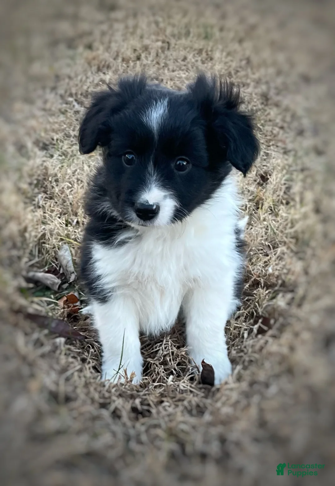 Mixed Breed dogs for sale: SOLD.  J - Female - Ad 18