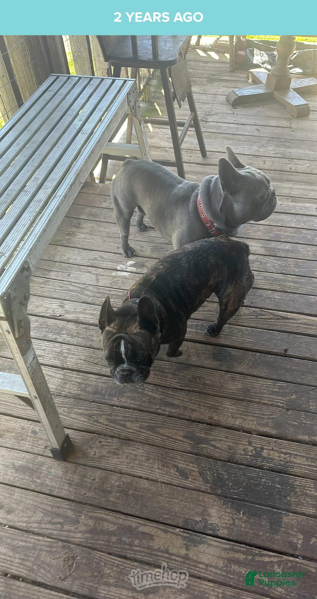 French Bulldog dogs for sale:  Puppy 4 - Ad 2